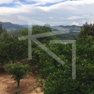 IMG-20251103-WA0013-1