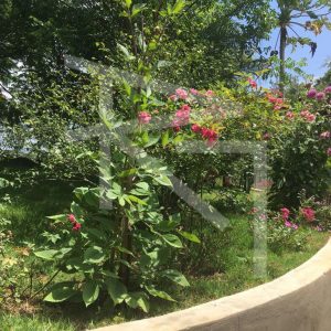 IMG-20251103-WA0017-1